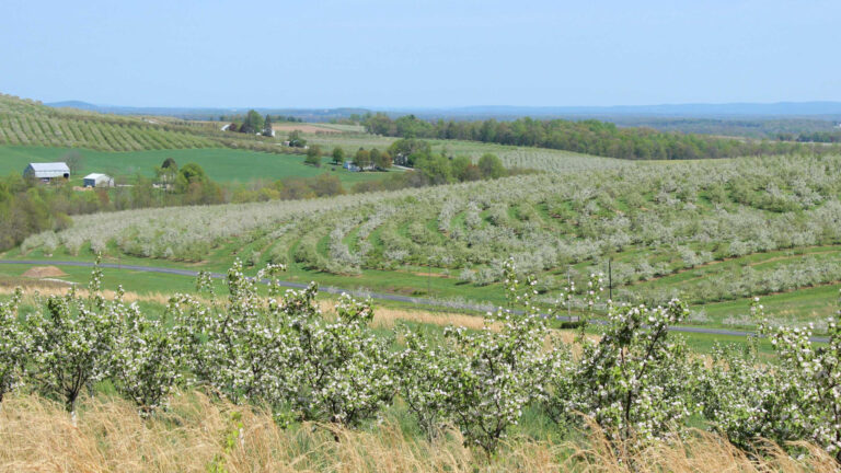 Discover blooming beauty along the Adams County Blossom Belt