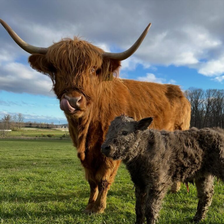 Sheppard Farm Celebrates 50 years of Scottish Highland Cattle