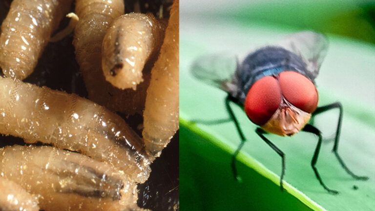 Official PA State Quarantine Order Against New World Screwworm