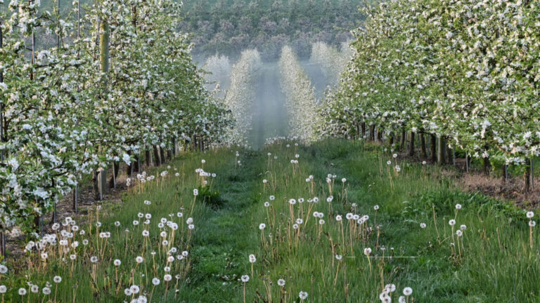Featured Photo: Orchard and Fog