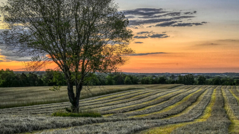 Featured Photo: Sunrise in the Field