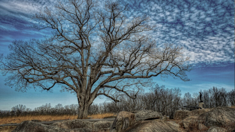 Featured Photo: Devil’s Den Witness Tree